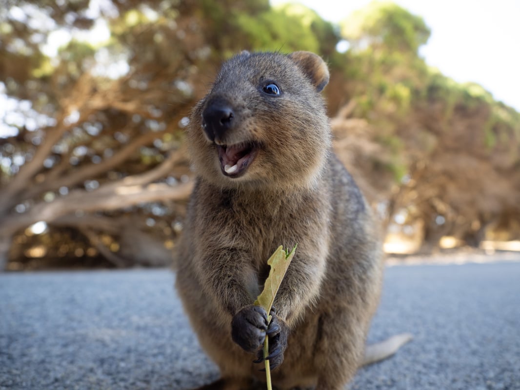 Mød en altid glad quokka på Rottnest Island
