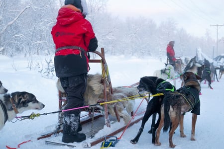 Kom på hundeslædesafari