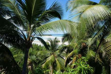 Tropisk strand i Madagaskar