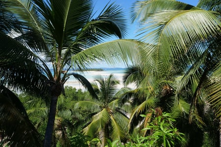 Palm trees and a white beach in the background