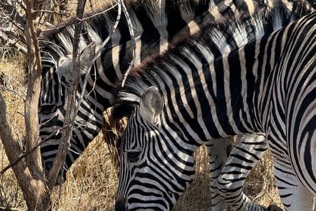 Spot wilde dieren op safari