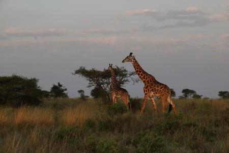 Share the savannah with Africa's gentle giants