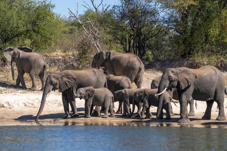 Elephants in water in Zimbabwe