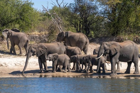 Elephants in water in Zimbabwe