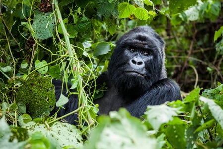 Möt de sällsynta bergsgorillorna i Uganda