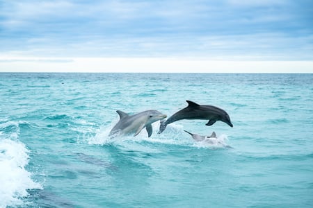 Vilde delfiner i Australiens klare vand