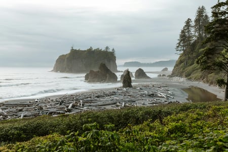 Misty beach in Olympic National Park