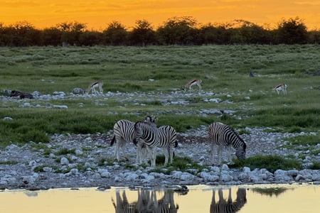 Zebras standing by the water in South Africa