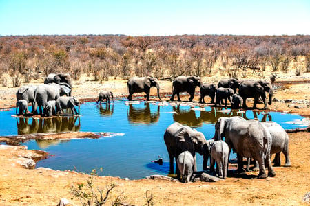 Vattenhål i Etosha National Park i Namibia