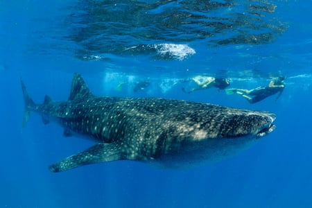 Spot whales in the waters of Mozambique
