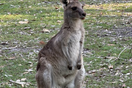 Upplev Australiens djurliv