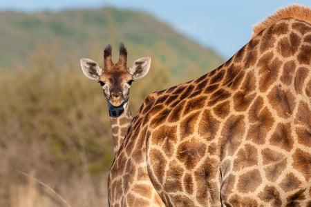 Baby giraffe in a safari