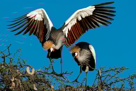 Krontrane i Hwange National Park i Zimbabwe