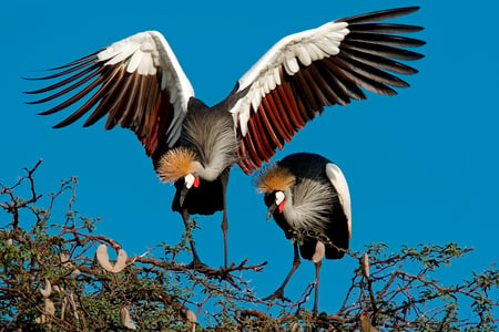 Krontjur i Hwange National Park i Zimbabwe