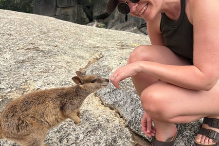 Mareeba rock-wallaby in Granite Gorge, Australia