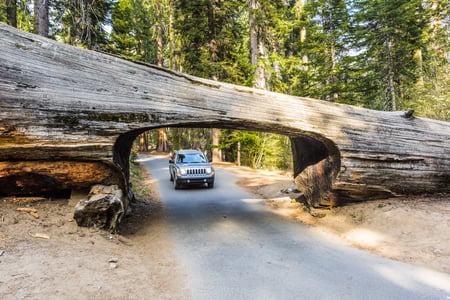 Fallet träd i Sequoia National Park