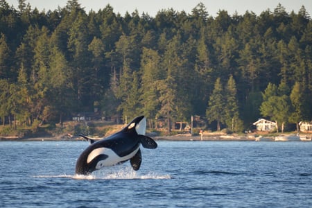 Spækhugger ved Vancouver Island