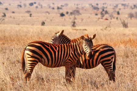 Zebraer på savannen i Kenya
