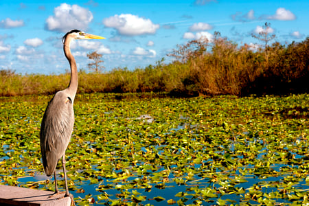 Bird in Florida