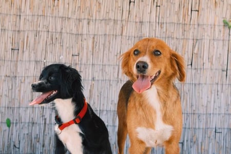 The cutest little dogs