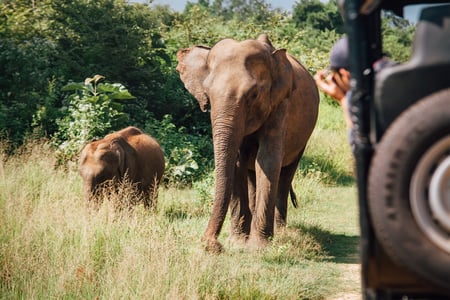 Se elefanter på safari i Udawalawe National Park