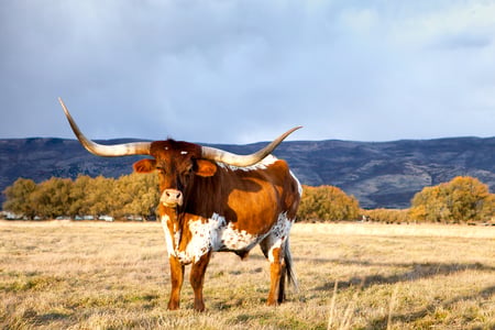 En Texas Longhorn kvæg