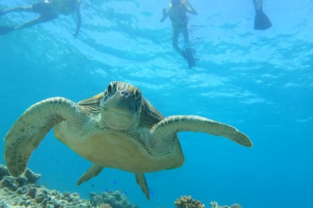 Snorkla med sköldpaddorna i deras hem. 