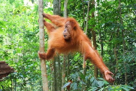 Spot orangutans in Sumatra