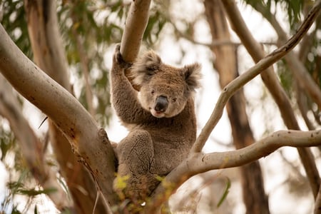 Kangaroo Island har en frisk population av koalor