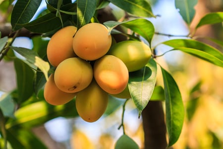 Friske mangoer
