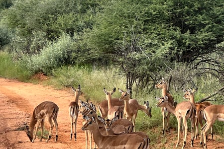 Antelopes on the road in South Africa