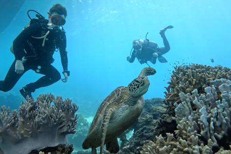 Diving in the Philippines