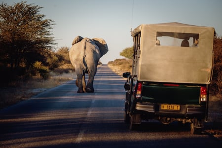 Safari car behind elephant 