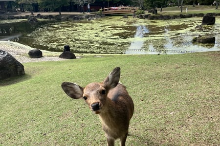 Deer in Nara
