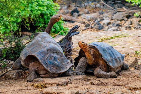 Skildpadder på øen Santa Cruiz i Galápagos