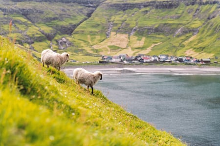 Fåreflokke findes både på Island og Færøerne