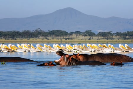 Hippo's are a common sight in Kenya's lakes