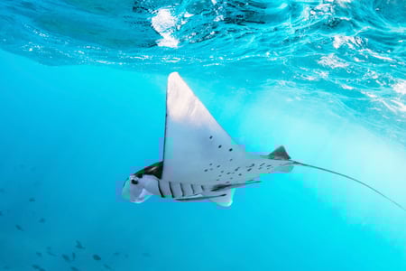 Mød dyrelivet under vandets overflade