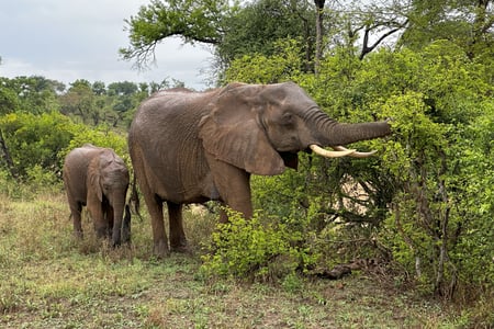 Elephants in Kruger