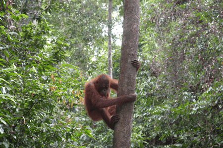 Spot Orang-oetans
