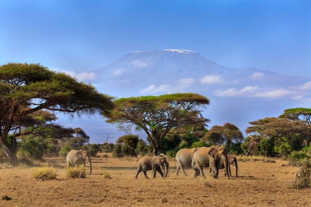 Elefanter i Amboseli med udsigt til Kilimanjaro