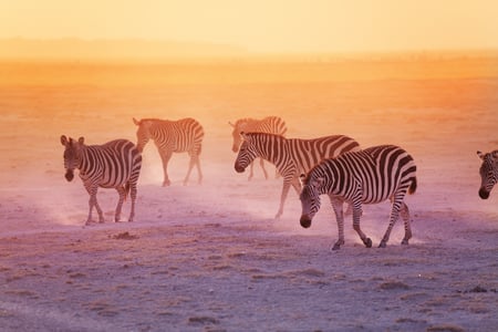 En flok zebraer i Amboseli National Park