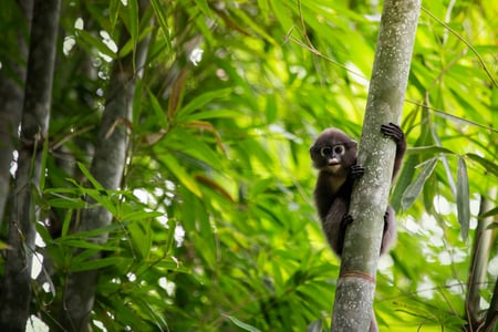 Gibonabe i regnskoven