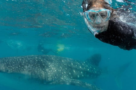 Swim with whale sharks