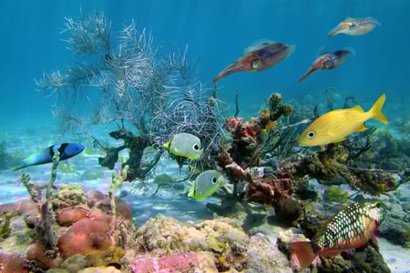 Snorkeling ved Roatan i Honduras