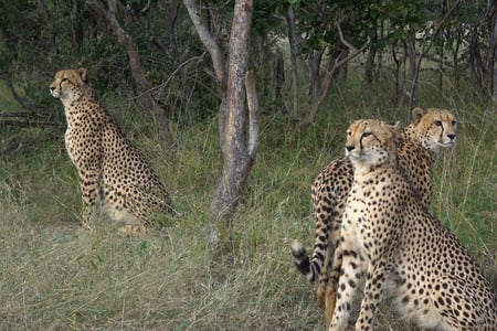 Karongwe Game Rerserve, Sydafrika