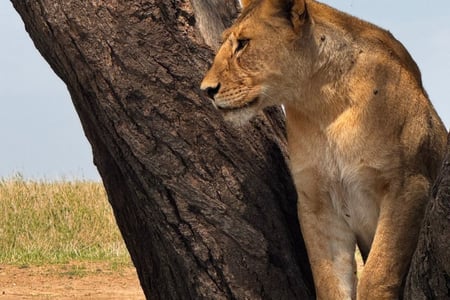 Se The Big 5 i Seregeti National Park.