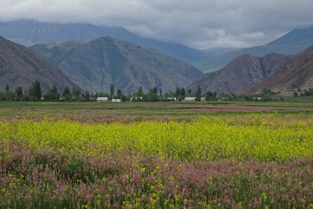 Wildflowers