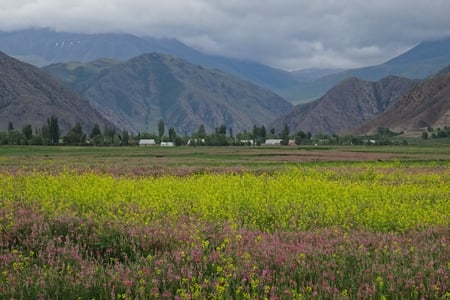 Wildflowers 