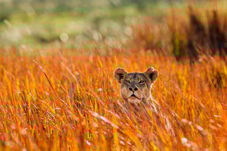 Hunløve i Okavango deltaet i Botswana